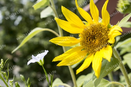 Sunflower, Helianthus annuus