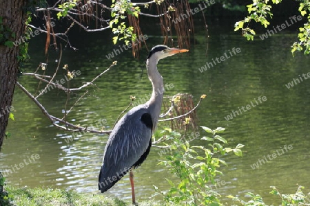 Graureiher am Wasser