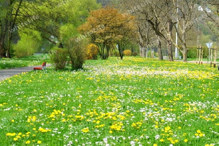 Fr?hlingswiese im Park