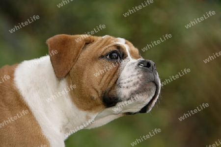 Continental Bulldog Welpe