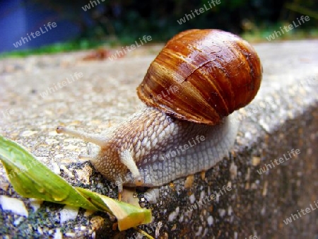 Schnecke 3.