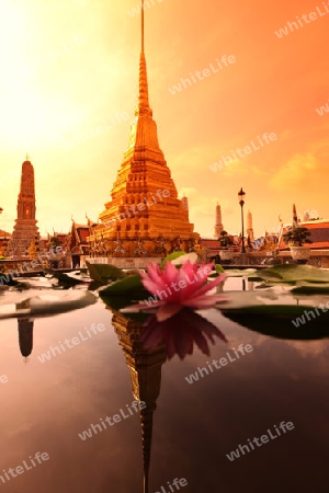 Eine Lotusblume im Wat Phra Keo im Tempelgelaende beim Koenigspalast im Historischen Zentrum der Hauptstadt Bangkok in Thailand. 