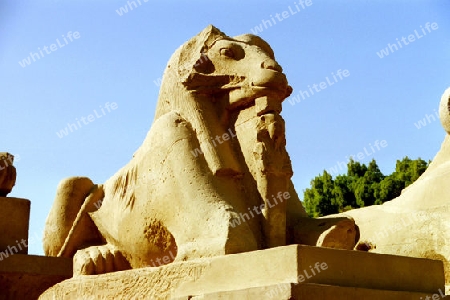 Karnak Tempel Statuen