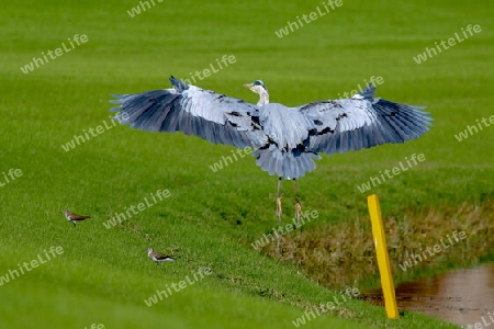 Ein Vogel