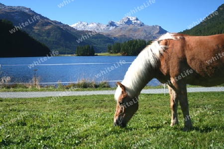 Pferde am Champfersee