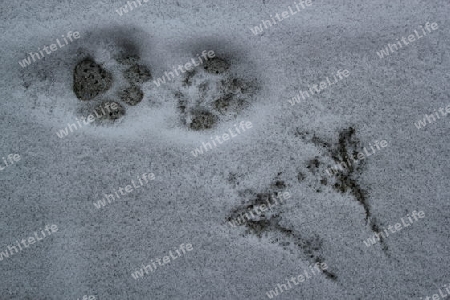 Spuren im Schnee