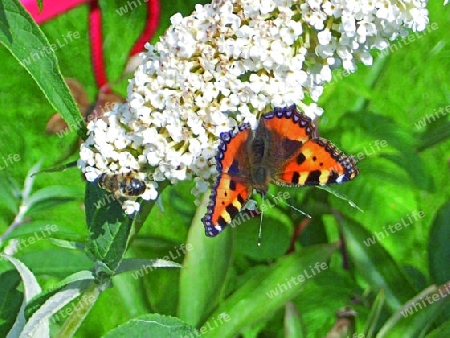 Schmetterling-Kopfstand