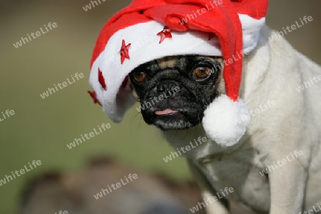 Weihnachts-Mops