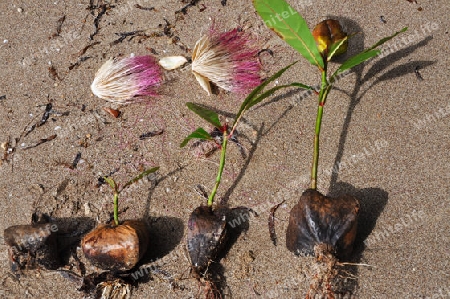 Fischgiftbaum, - Barringtonia asiatica