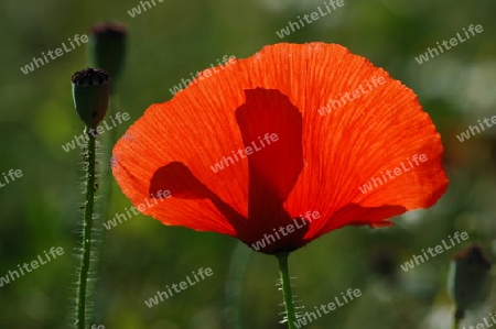 Klatschmohn transparent