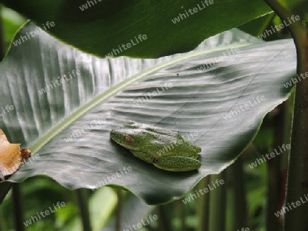 Frosch  Seychellen