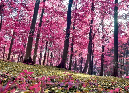 Beautiful pink and purple infrared panorama of a countryside landscape with a blue sky.