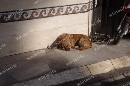 Schlafender Hund