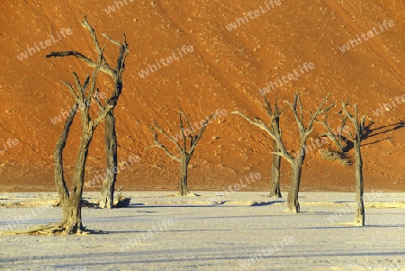 Kameldornb?ume (Acacia erioloba), auch Kameldorn oder Kameldornakazie im letzten Abendlicht,  Namib Naukluft Nationalpark, Deadvlei, Dead Vlei, Sossusvlei, Namibia, Afrika