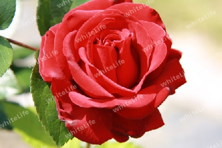 Rote Rose