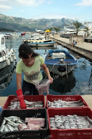 Der Fischmarkt am Hafen der Stadt Budva am Mittelmeer in Montenegro im Balkan in Europa.