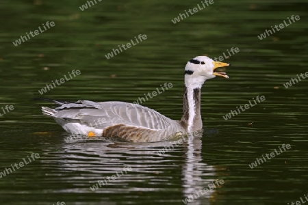 Streifengans (Anser indicus), Asien