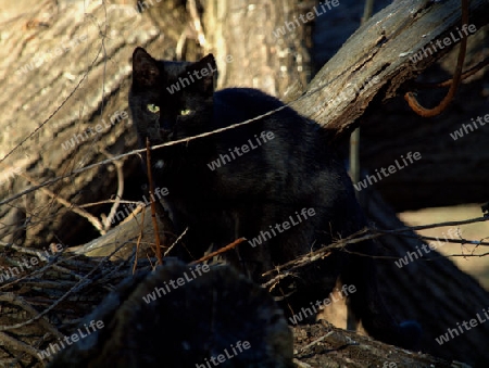 schwarze Katze blickt neugierig und frech