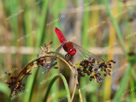 Feuerlibelle, M?nnchen, (Crocothemis erythraea)