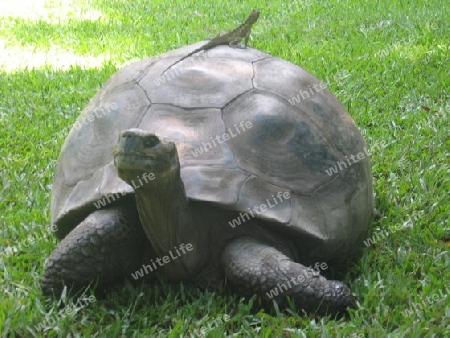 Harriet, the Giant Galapagos Land Tortoise with her friend