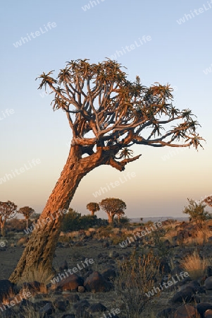 K?cherbaum oder Quivertree (Afrikaans: Kokerboom,  Aloe dichotoma) im ersten Morgenlicht , Keetmanshoop, Namibia, Afrika