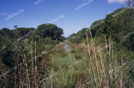 Maremma