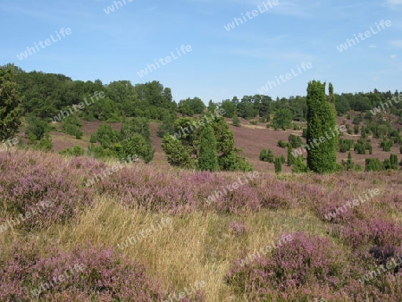 Die L?neburger Heide