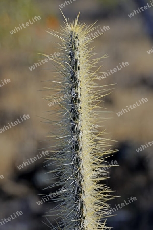 Baum Opuntie ( Opuntia echios),  Insel Santa Fe, Galapagos, Unesco Welterbe,  Ecuador, Suedamerika