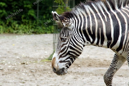 Zebra