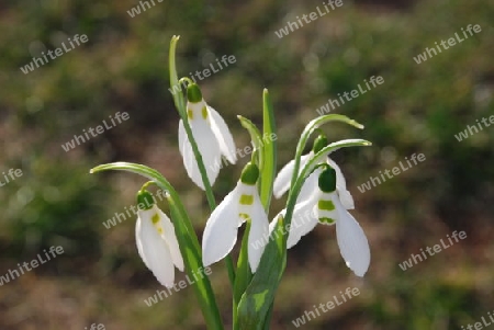 Snowdrops,nivalis