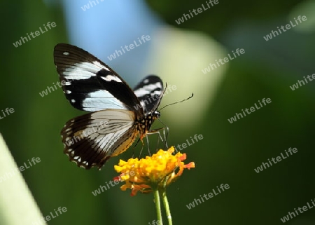 Schmetterling