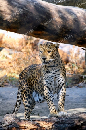 leopard