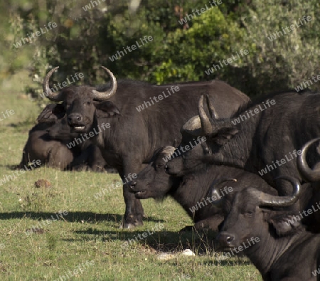 B?ffelherde (Massai Mara)