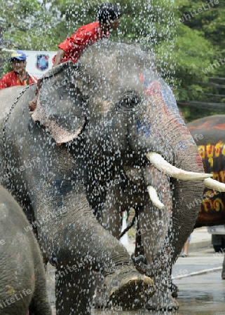 Das Songkran Fest oder Wasserfest zum Thailaendischen Neujahr ist im vollem Gange in Ayutthaya noerdlich von Bangkok in Thailand in Suedostasien.  