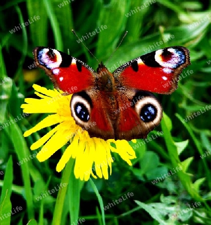 Schmetterling und L?wenzahn