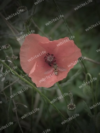 Mohn