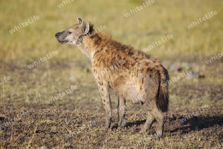 T?pfelhy?ne (Crocuta crocuta) am fruehen Morgen , tr?chtiges Altier, Masai Mara, Kenia