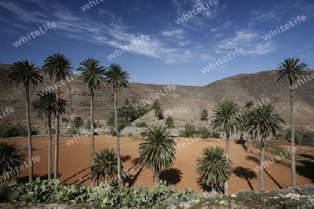 the Landscape near of the Village of Bentacuria on the south of the Island Fuerteventura on the Canary island of Spain in the Atlantic Ocean.