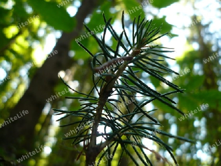 kleine Tanne, Wald