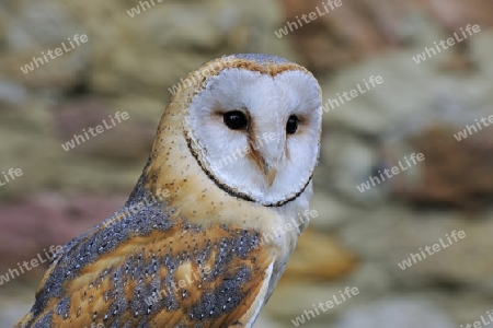 Schleiereule (Tyto alba), Portrait