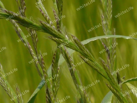 Gras mit Samen P1260244