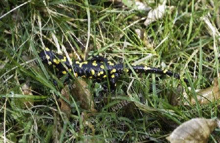 Feuersalamander