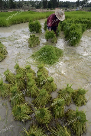 Reisfelder und Landwirtschaft in der Provinz Amnat Charoen nordwestlich von Ubon Ratchathani im nordosten von Thailand in Suedostasien.