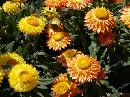 Gelbe Strohblumen