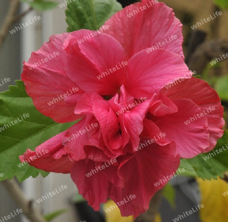 Hibiskus