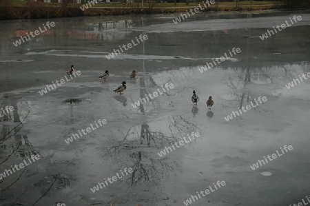 Enten am Teich