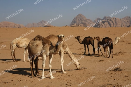 The Landscape of the Wadi Rum Desert in Jordan in the middle east.