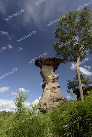 Die Landschaft und Pilzfoermigen Steinformationen im Pha Taem Nationalpark in der Umgebung von Ubon Ratchathani im nordosten von Thailand in Suedostasien.