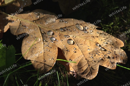 Herbstblatt mit Wassertropfen