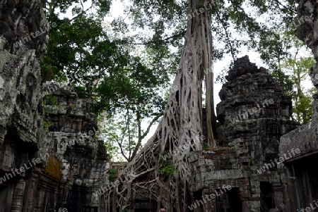 The Temple of  Ta Prohm in the Temple City of Angkor near the City of Siem Riep in the west of Cambodia.